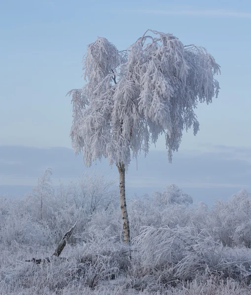 A tree full of ice — Stock Photo, Image