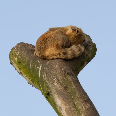 A coatimundi is sleeping clipart