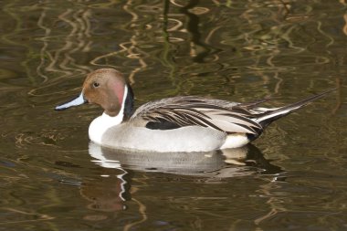 Northern pintail drake swimming clipart