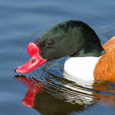 ortak shelduck Yüzme