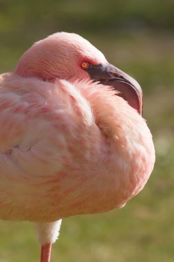 pembe küçük flamingo