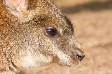 parma wallaby