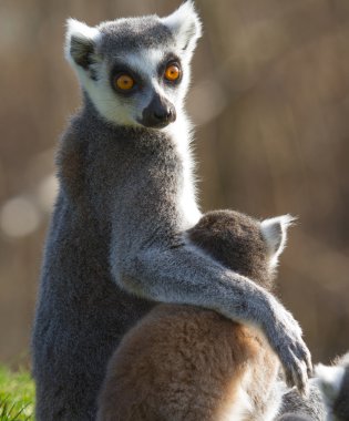 Halka kuyruklu lemur (Lemur catta)