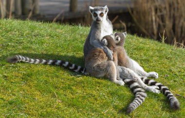 Halka kuyruklu lemur (Lemur catta)