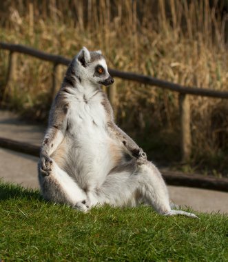 Halka kuyruklu lemur (Lemur catta)