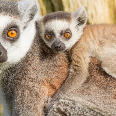 Halka kuyruklu lemur (Lemur catta)