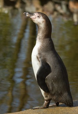 humboldt pengueni