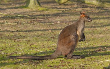 yakın çekim bataklık wallaby