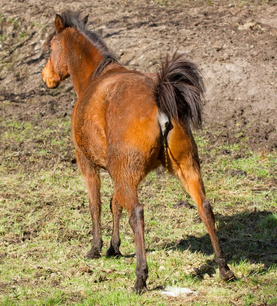Hästen kissar — Stockfoto