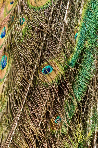Перья самца павлина — стоковое фото