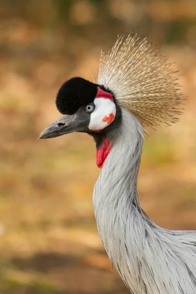 A crowned crane — Stock Photo, Image