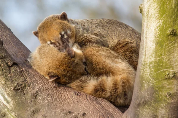 Zwei Nasenbärenkinder schlafen — Stockfoto
