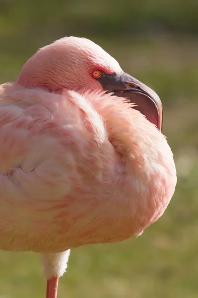 Um pequeno Flamingo rosa — Fotografia de Stock
