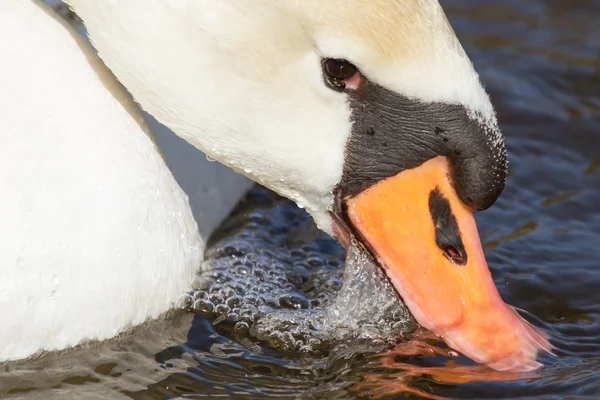 Primer plano de un cisne que come — Foto de Stock