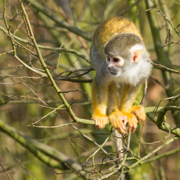 Una scimmia su un albero — Foto Stock