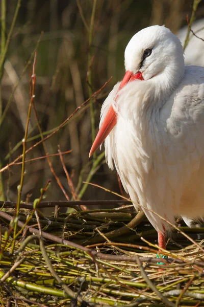 Een ooievaar op een nest — Stockfoto