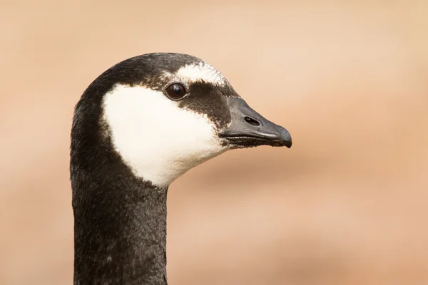 Close-up of a barnacle goose — Stock Photo, Image