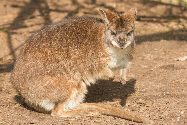 Una parma wallaby — Foto de Stock