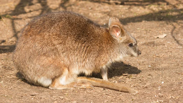 Ein Parma-Wallaby — Stockfoto