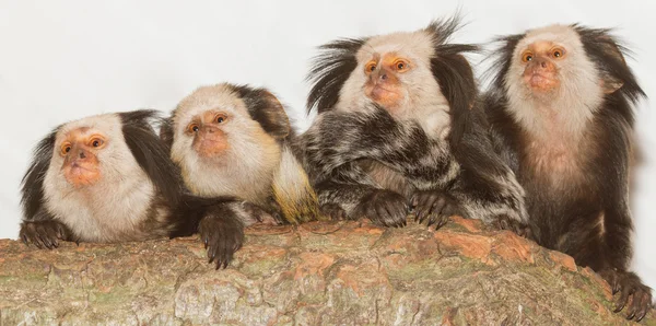 Czterech Geoffroy Czernica uszami marmozet — Zdjęcie stockowe