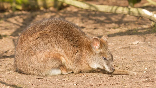 Um parma wallaby — Fotografia de Stock