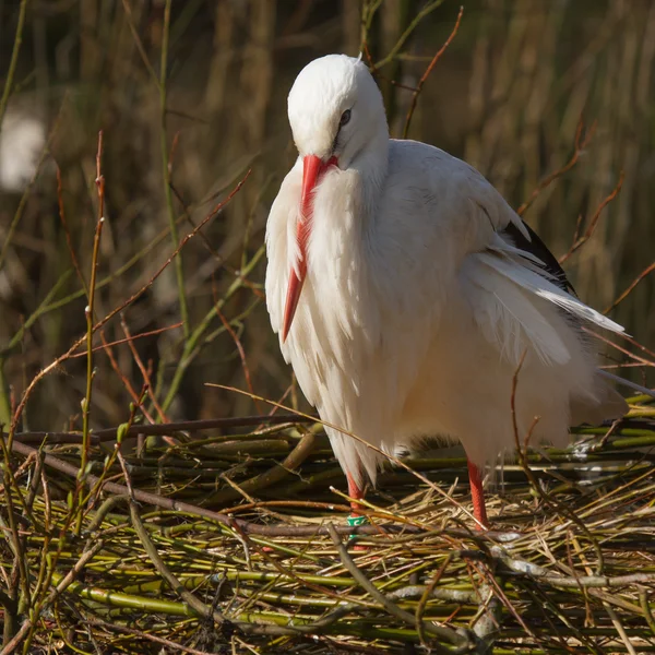 A stork on a nest — Stock Photo, Image