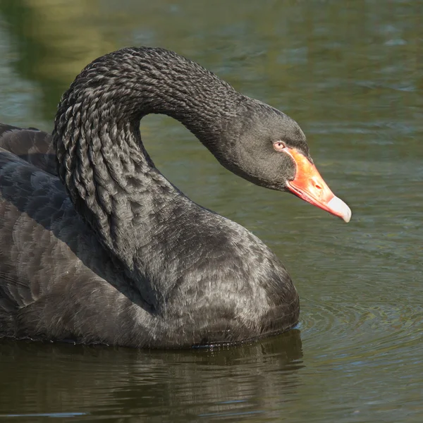 Un cisne negro está nadando — Foto de Stock