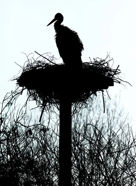Ein Storch auf einem Nest — Stockfoto