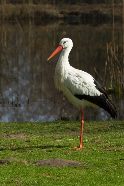 A stork in its natural habitat — Stock Photo, Image