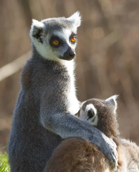 Limone dalla coda ad anello (Lemur catta) — Foto Stock