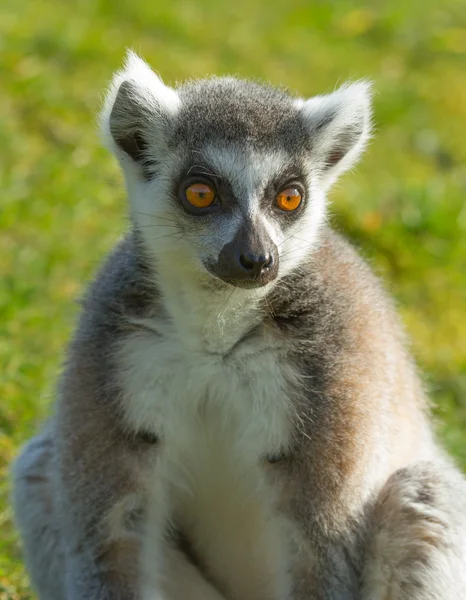 Кольцехвостый лемур (Lemur catta) — стоковое фото