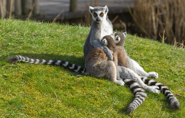 Lémurien à queue cerclée (Lemur catta)) — Photo
