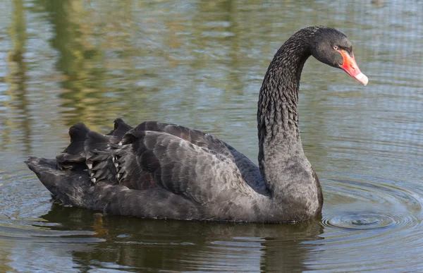 A black swan is swimming — Stock Photo, Image