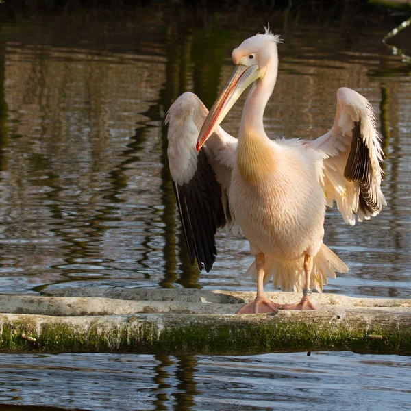 Een pelikaan — Stockfoto