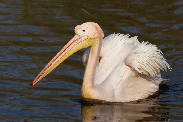 Um pelicano nadador — Fotografia de Stock
