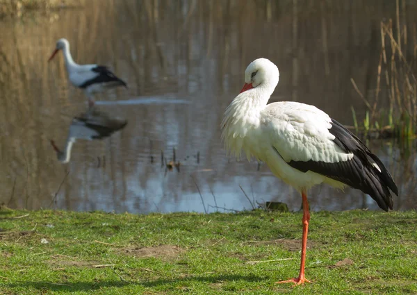 A stork in its natural habitat — Stock Photo, Image