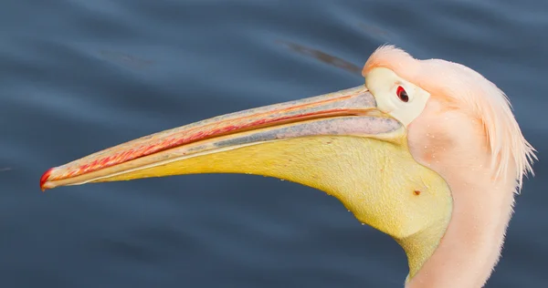 Bir Pelikan bir close-up — Stok fotoğraf