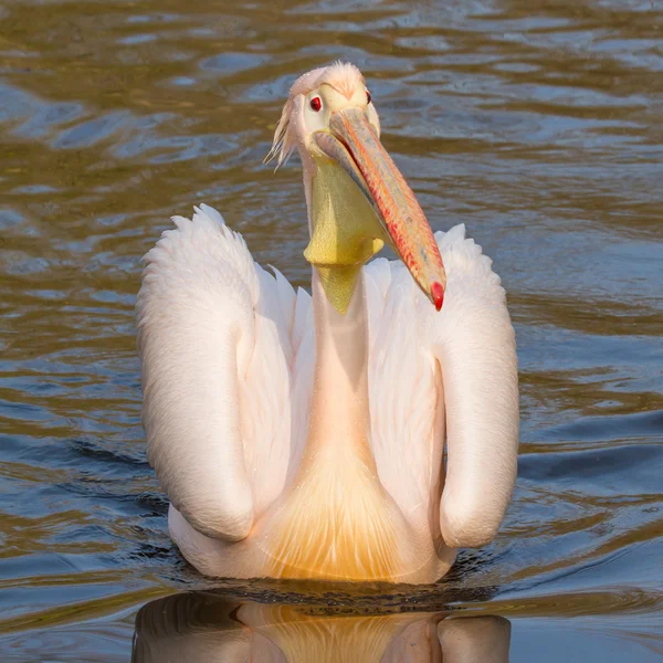 Плавающий пеликан — стоковое фото