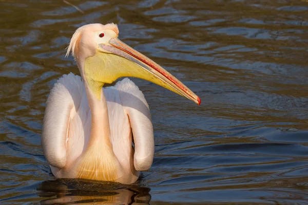 A swimming pelican — Stock Photo, Image