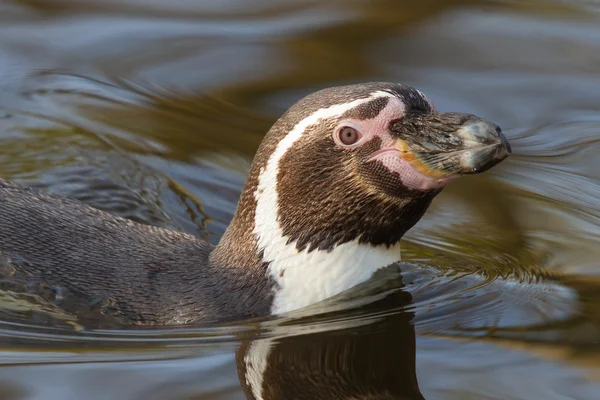 Ein schwimmender Humboldt-Pinguin — Stockfoto