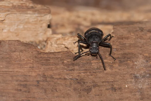 Uno scarabeo nero — Foto Stock