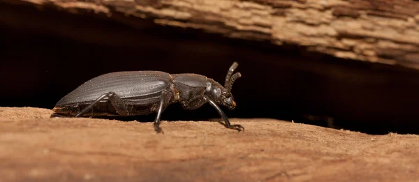 A black beetle — Stock Photo, Image