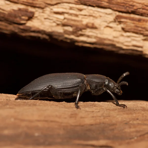 Siyah böcek — Stok fotoğraf