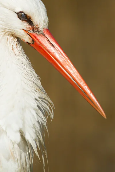 Närbild av en stork — Stockfoto