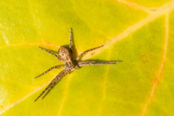 Uma pequena aranha em uma folha — Fotografia de Stock