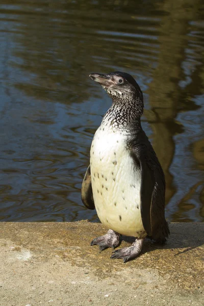Un pingüino de Humboldt — Foto de Stock