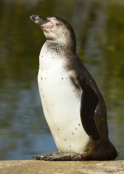 Um pinguim Humboldt — Fotografia de Stock