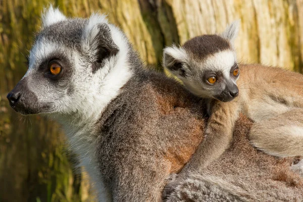 Ringsvansad lemur (Lemur catta)) — Stockfoto