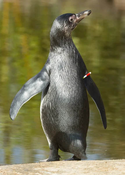 Un pingouin Humboldt — Photo