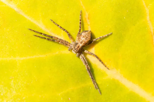 나뭇잎 위에 있는 작은 거미 — 스톡 사진